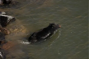 К чему снится переплыть реку вплавь
