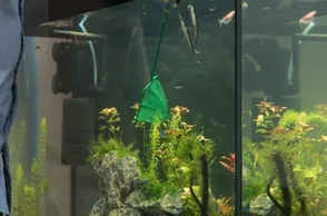 К чему снится ловить аквариумных рыбок