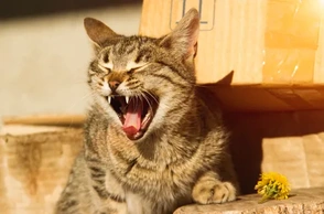 К чему снится мяуканье кота