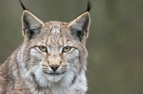 К чему снится белая рысь