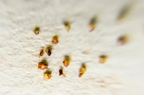 К чему снятся подкожные паразиты