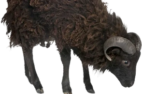 К чему снится черный баран