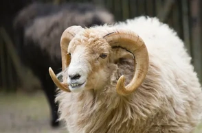 К чему снится белый баран