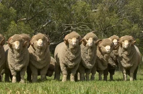 К чему снится, что много баранов