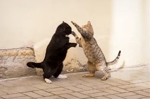 К чему снится, что коты дерутся