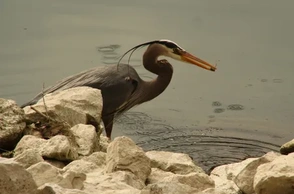 К чему снится поймал птицу