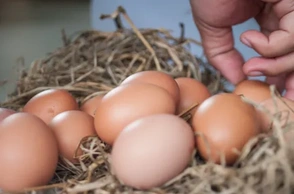 К чему снится собирать яйца куриные