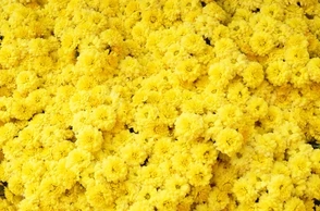 К чему снится желтые цветы