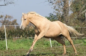 К чему снится, что напала лошадь