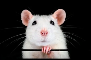 К чему снится белая крыса