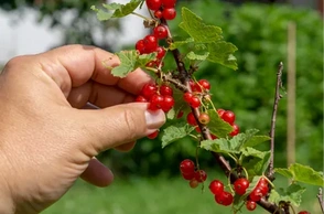 К чему снится собирать смородину