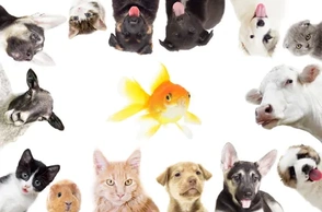 К чему снится гладить корову