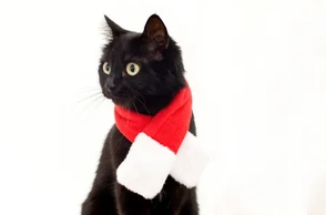 К чему снится черный платок