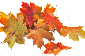 К чему снится осенние листья