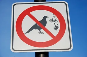 К чему снится кормить птиц