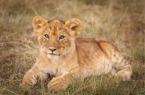 К чему снится львенок