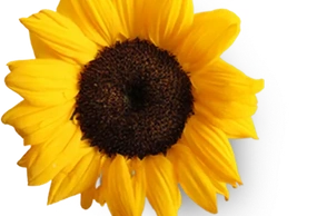 К чему снится подсолнух