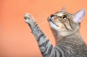 К чему снится поймать кота