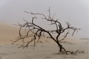 К чему снится проклинают