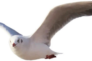 К чему снится летать без крыльев