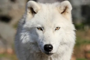 К чему снится белый волк