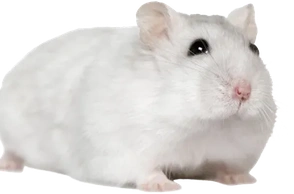 К чему снится хомяк