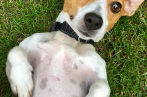 К чему снится искать во сне собаку