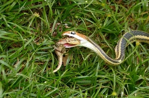 К чему снится есть змею