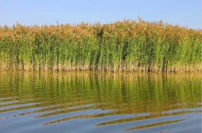 К чему снится камыш