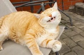 К чему снится рыжая кошка