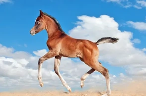 К чему снится  маленькая лошадь