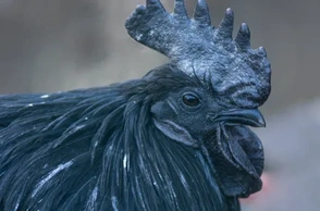 К чему снится мертвый петух