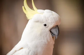 К чему снится белый попугай