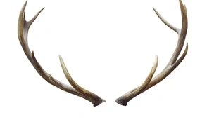 К чему снятся рога