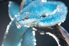 К чему снится синяя змея