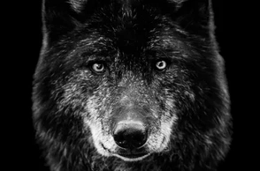 К чему снится черный волк