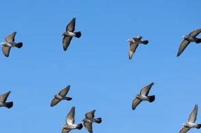 К чему снятся черные голуби