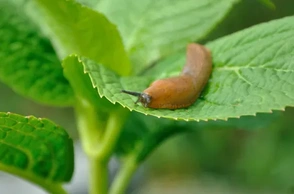 К чему снятся слизни