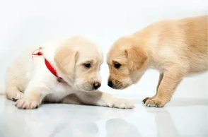 К чему снится два щенка