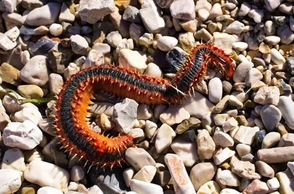 К чему снятся выходящих черви из тела