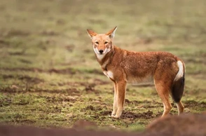 К чему снится убить волка