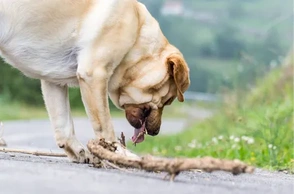 К чему снится, что укусила лошадь