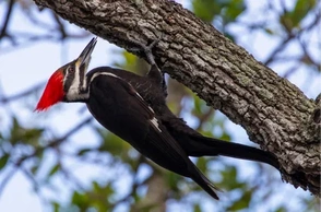 К чему снится дятел