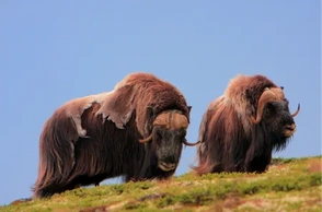 К чему снится овцебык