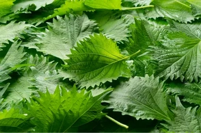 К чему снятся перилла