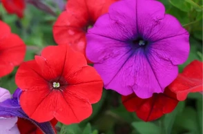 К чему снится петуния