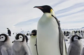 К чему снится пингвин