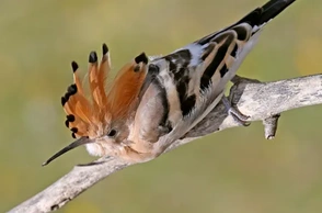 К чему снится неожиданная встреча