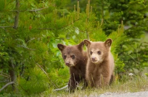 К чему снятся два медвежонка