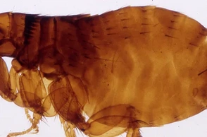 К чему снятся блохи